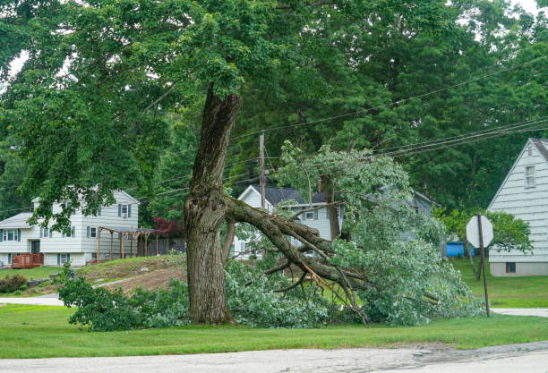 Best Professional Tree Care  in Moosic, PA